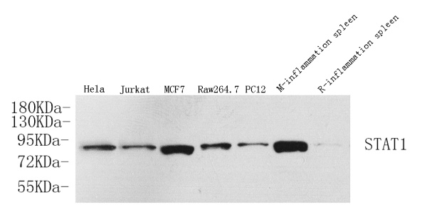 STAT1 Polyclonal Antibody (E-AB-70086)