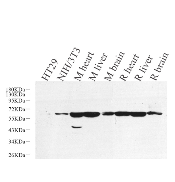 SMAD2 Polyclonal Antibody (E-AB-70367)