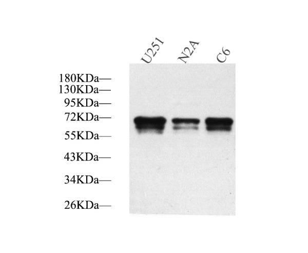 TH Polyclonal Antibody (E-AB-70077)