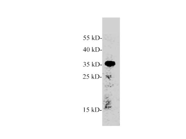 AMBP Polyclonal Antibody (E-AB-40503)