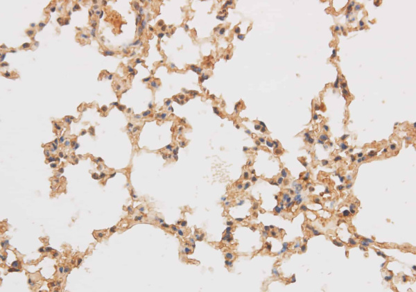 SF3A3 Polyclonal Antibody (E-AB-40169)
